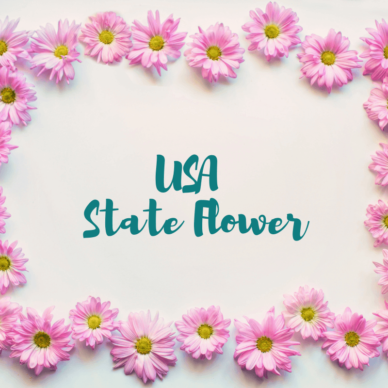 50-usa-State-flower