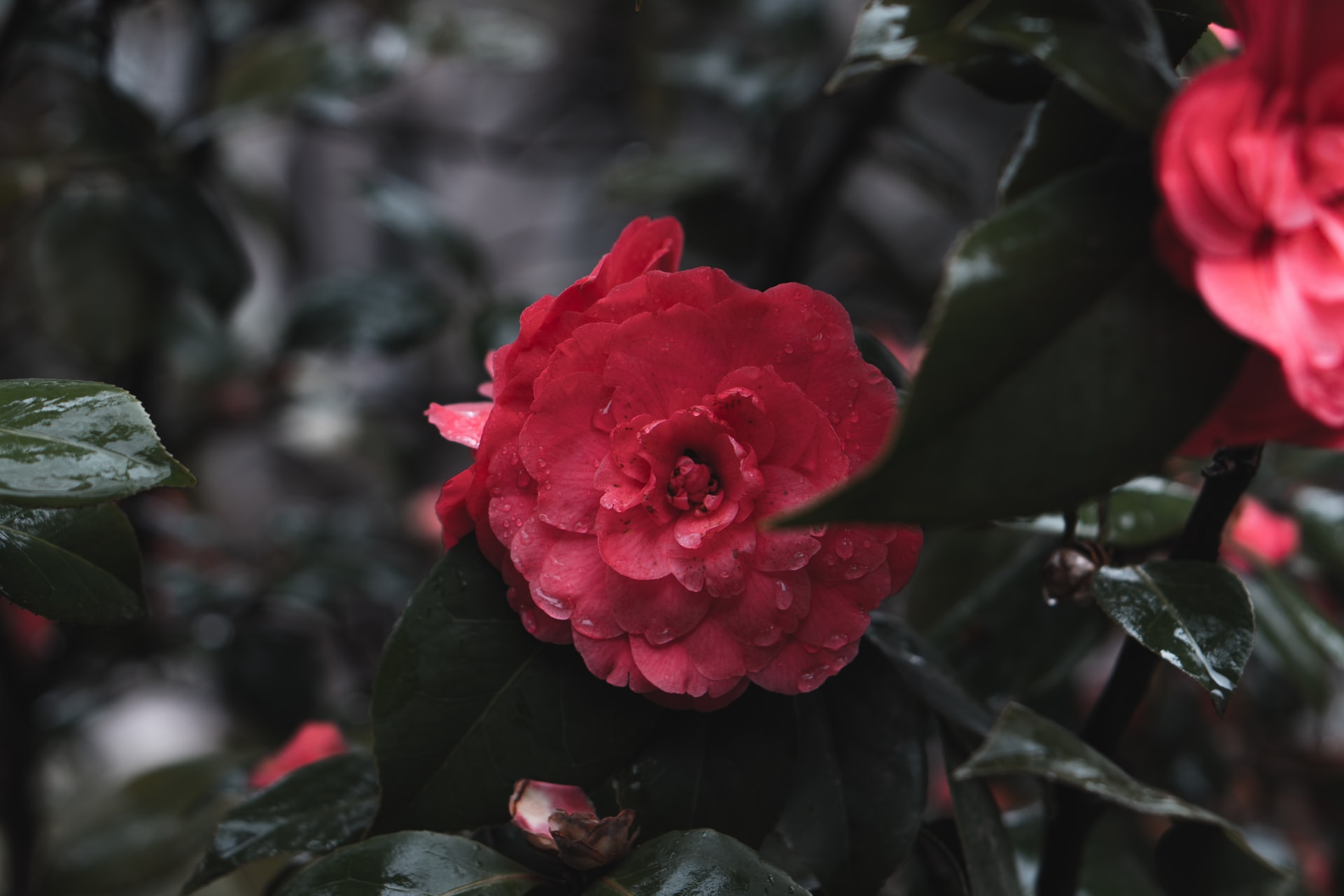 Alabama-State-Flower-Camellias