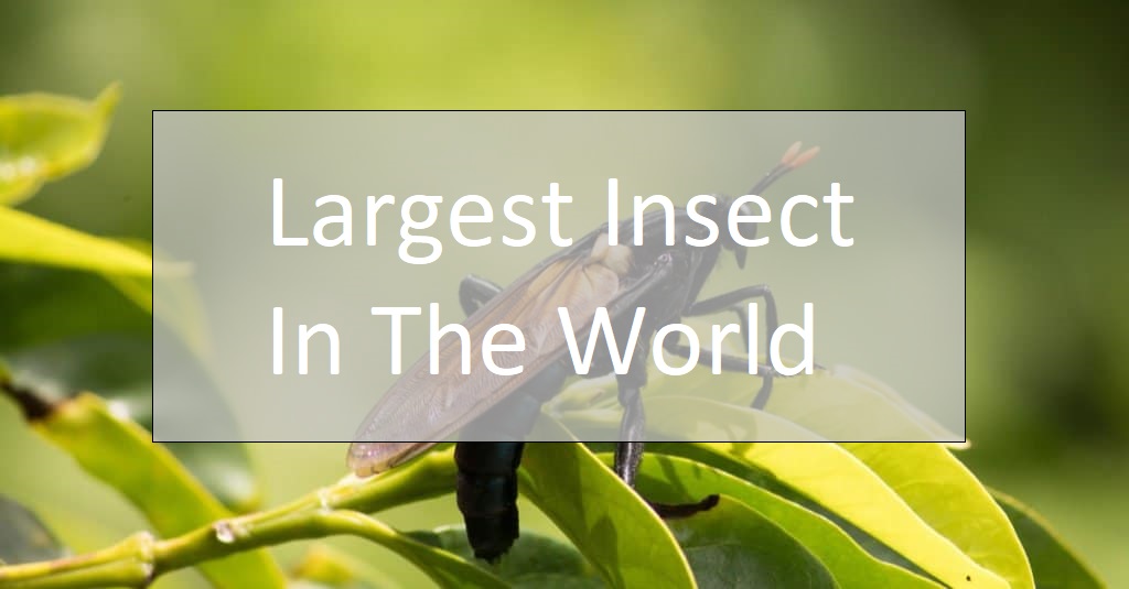 Largest Insect In The World