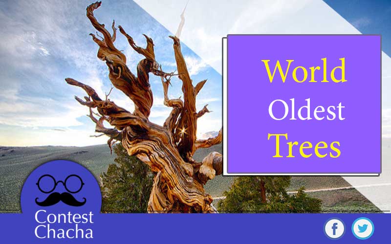 Oldest-Trees-in-the-world