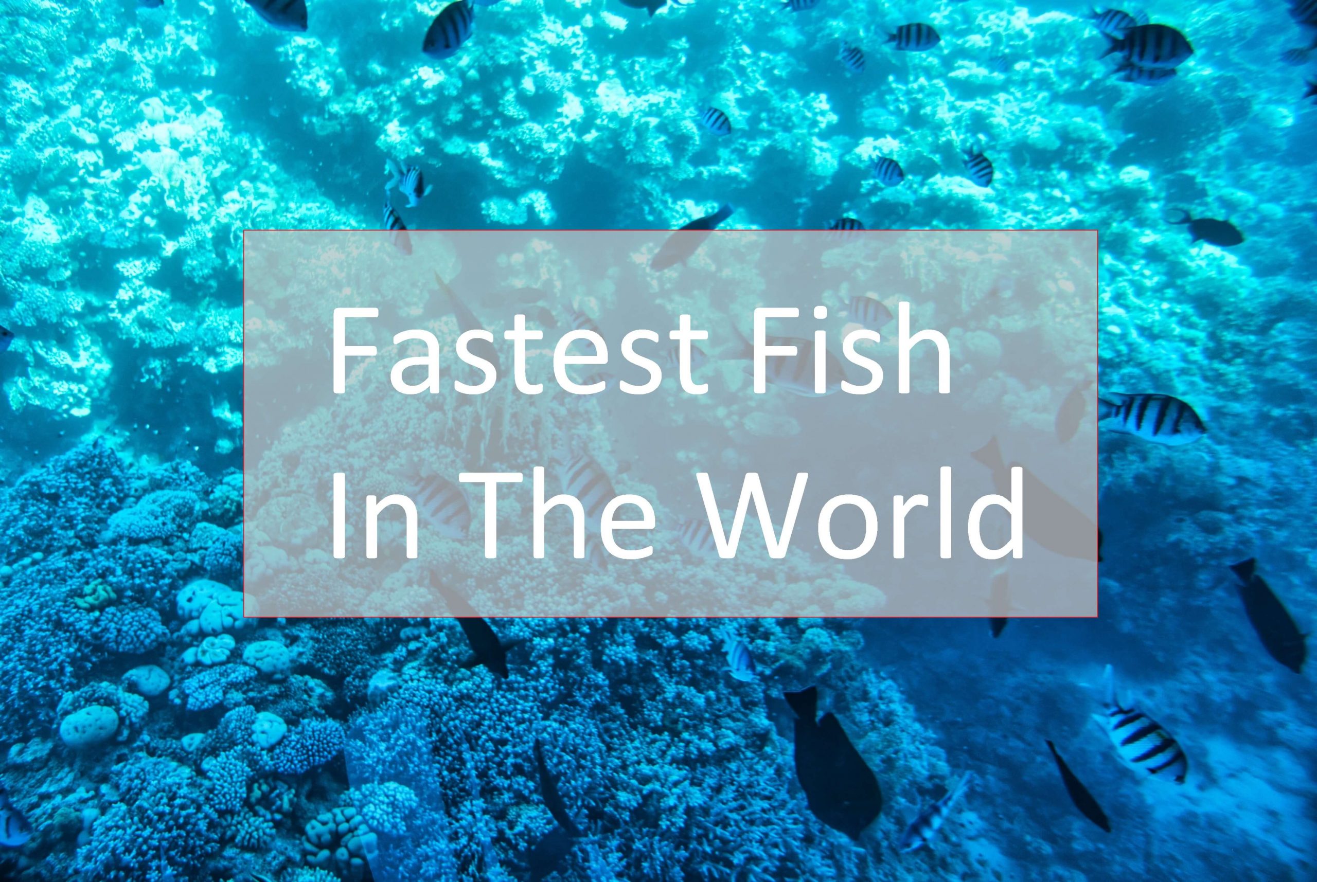 fastest-fish-in-the-world