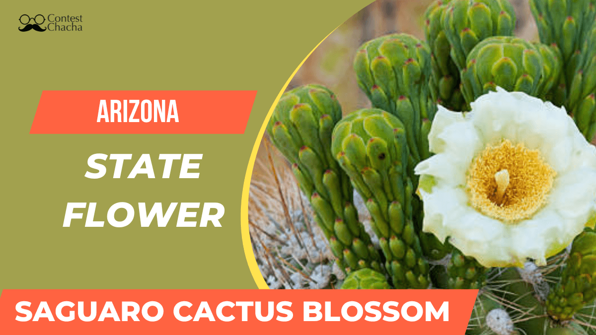 arizona-state-flower-saguaro-cactus-blossom-contest-chacha